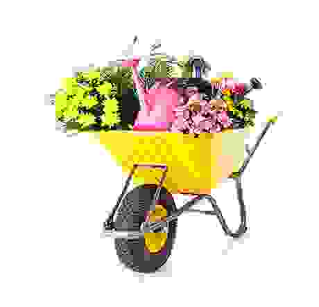 flower-img3