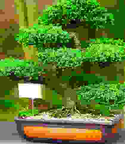 img-cap-18