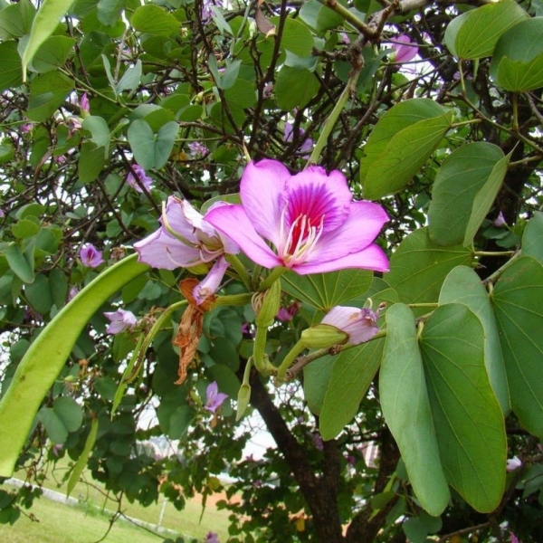 Semente de Unha de Vaca Rosa