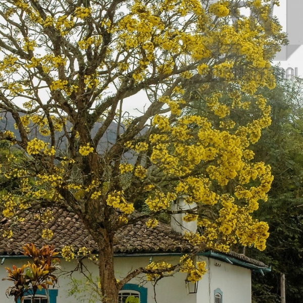 Semente de Ipê Amarelo da Casca Lisa