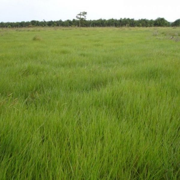 Semente de B. Humidicola cv. Humidicola