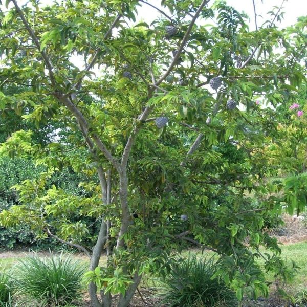 Semente de Fruta Pinha