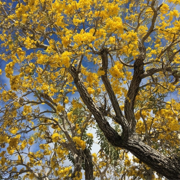 Semente de Ipê Amarelo do Cerrado