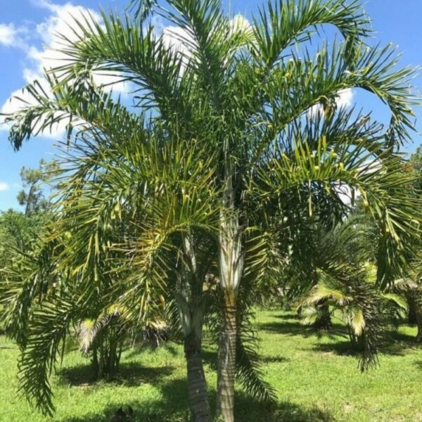 Semente de Areca de Locuba