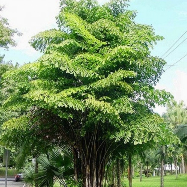 Semente de Palmeira Cariota