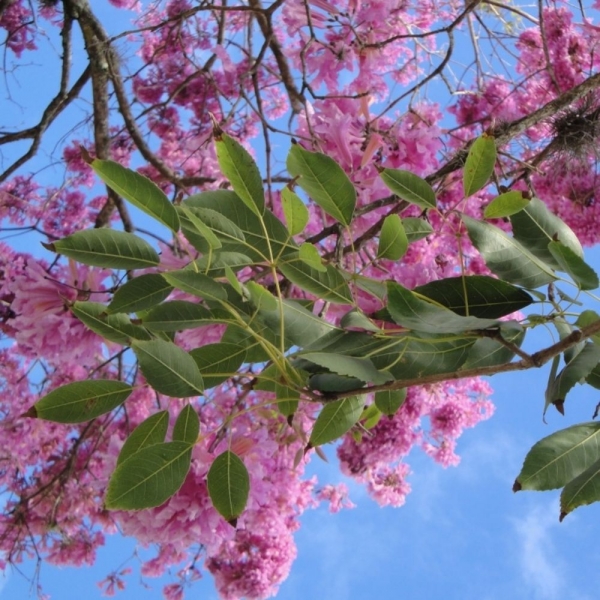 Semente de Ipê Roxo de Sete Folhas