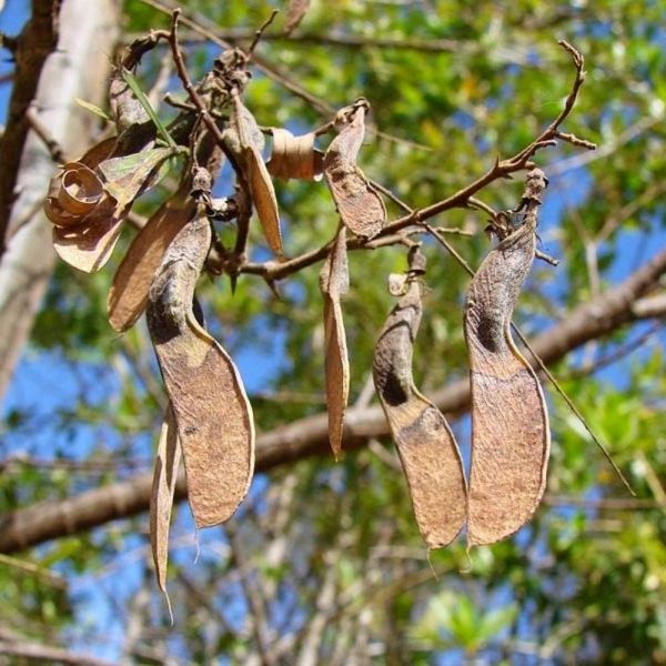 Semente de Jacarandá Bico de Pato