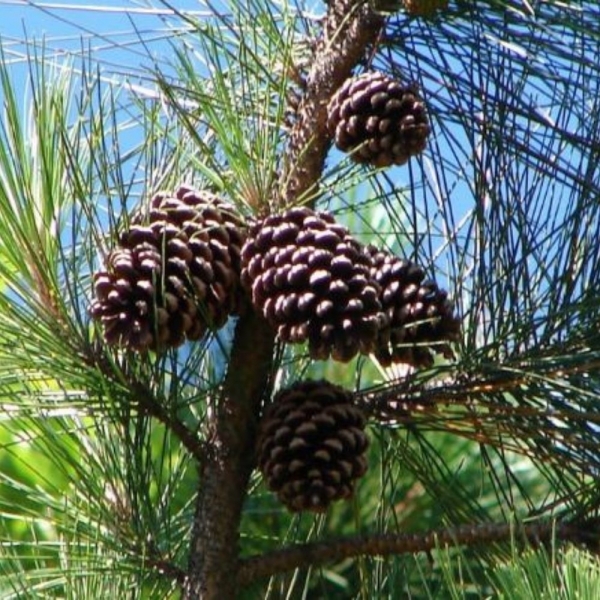 Semente de Pinus Elliotti - 500g
