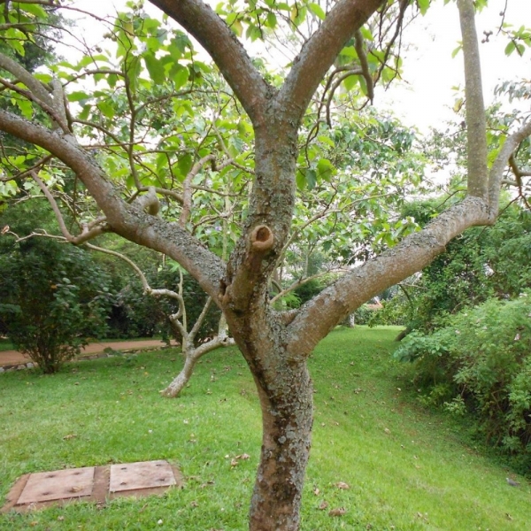 Semente de Lobeira da Mata