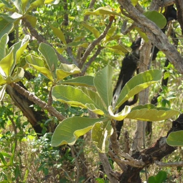Semente de Peroba do Cerrado