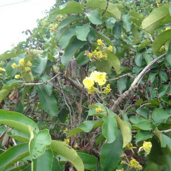Semente de Pau Terra