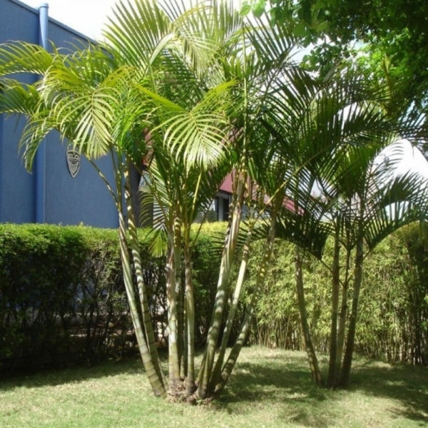 Semente de Areca-Bambu