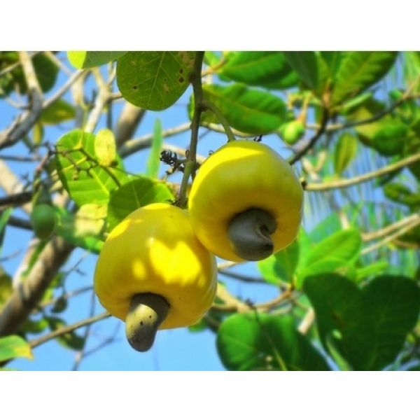 Semente de Caju Amarelo