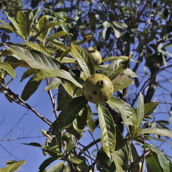 Semente de Marmelada do Cerrado