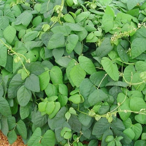 Semente de Mucuna Cinza