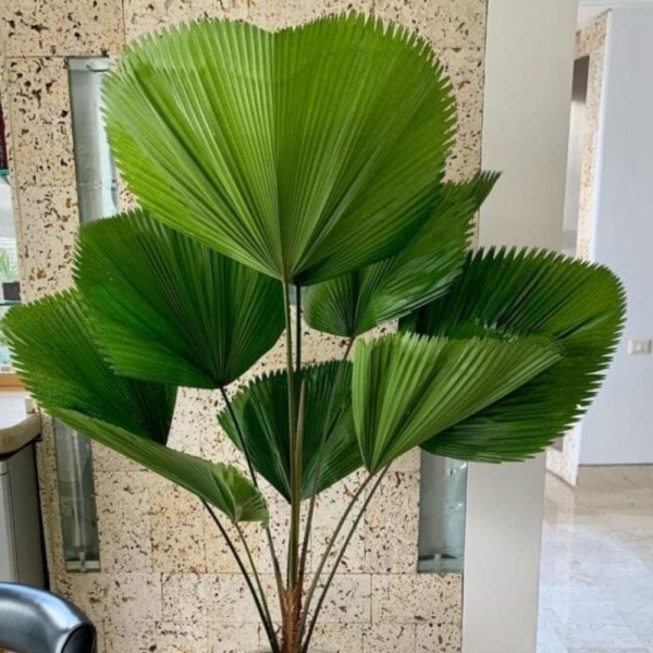 Semente de Palmeira Leque
