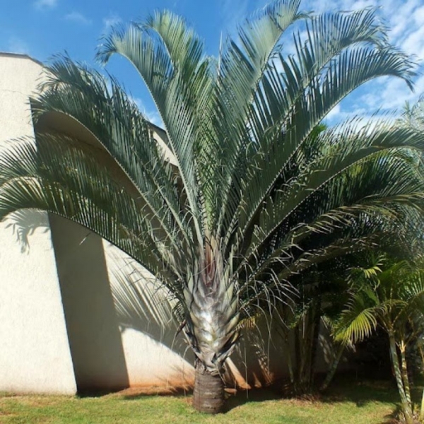 Semente de Palmeira Triangular