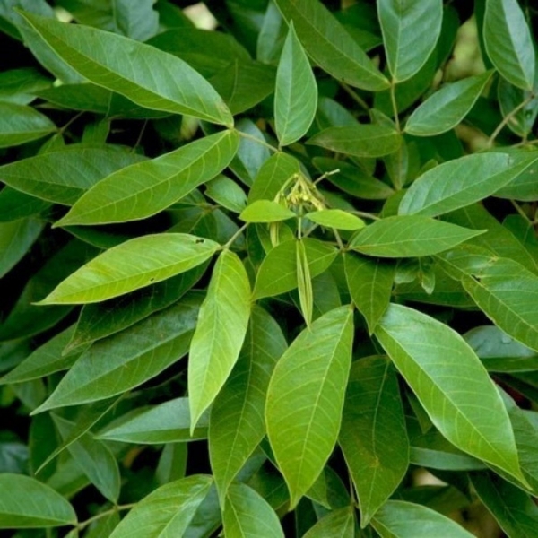 Semente de Pau Fava