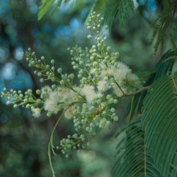 Semente de Angico-do-Cerrado