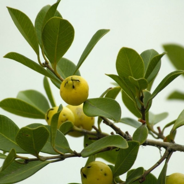 Semente de Araçá-Amarelo