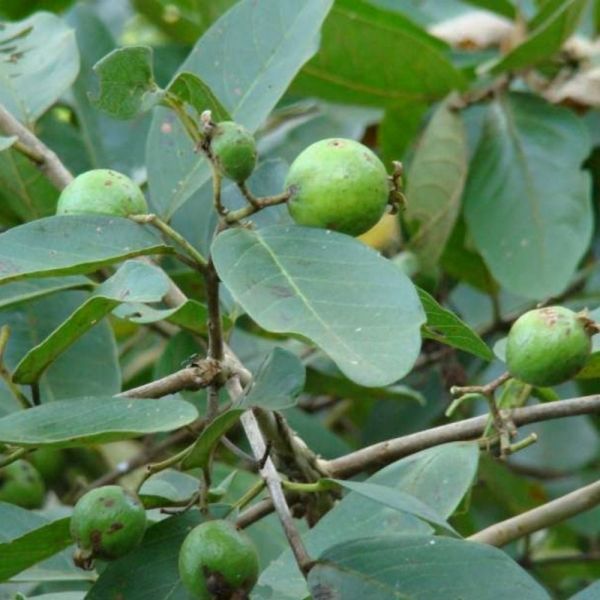 Semente de Araçá-do-Campo