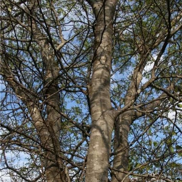 Semente de Braúna