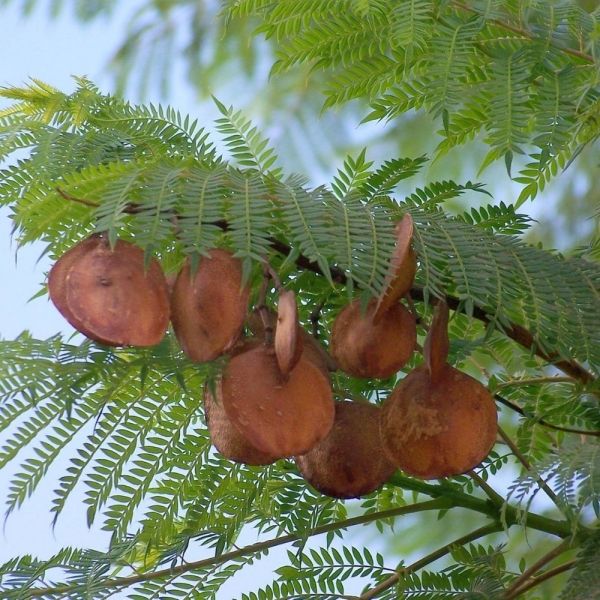 Semente de Caroba – Jacarandá Mimoso