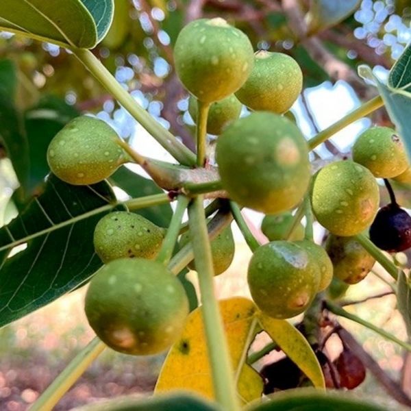 Semente de Figueira Branca - 1 kg