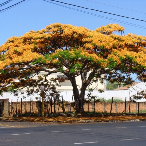 Semente de Flamboyant Amarelo