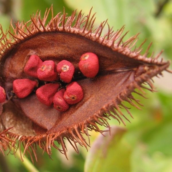 Semente de Urucum