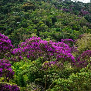 FLORESTA-NATIVA