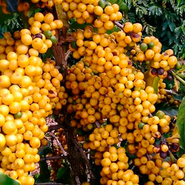 Semente de Catucaí Amarelo 24/137