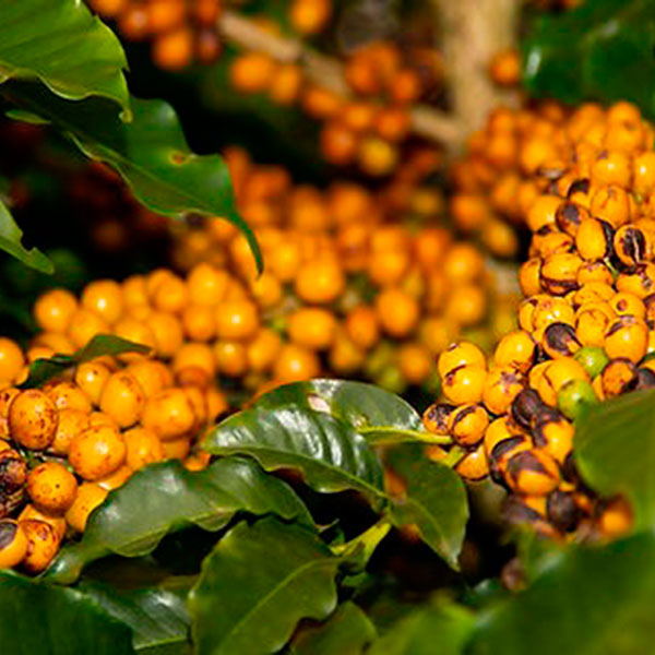 Semente de Catucaí Amarelo 2SL