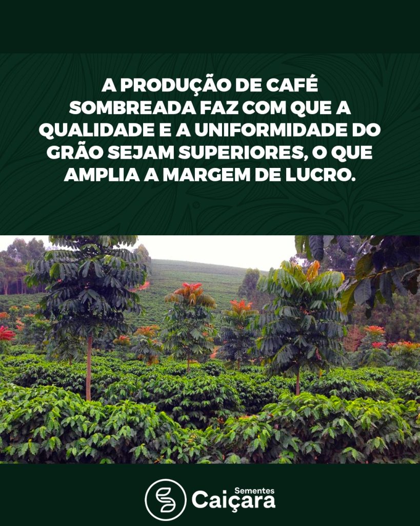 A Produção de Café Sombreada fez com que a Qualidade e a Uniformidade do Grão Sejam Superiores, o que Amplia a Margem de Lucro