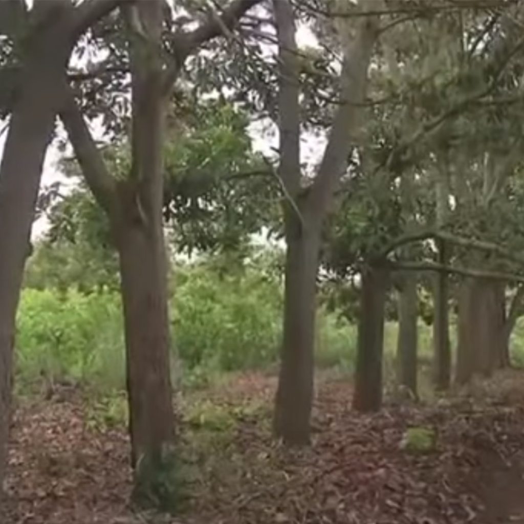 Acácia Mangium espécie apropriada para a pecuária regenerativa