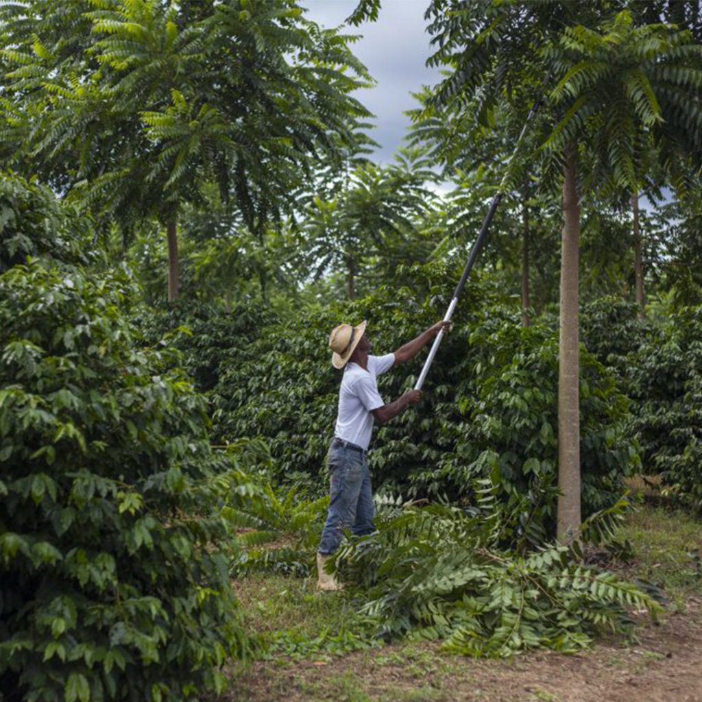 Cedro Australiano Espécie apropriada para a pecuária regenerativa