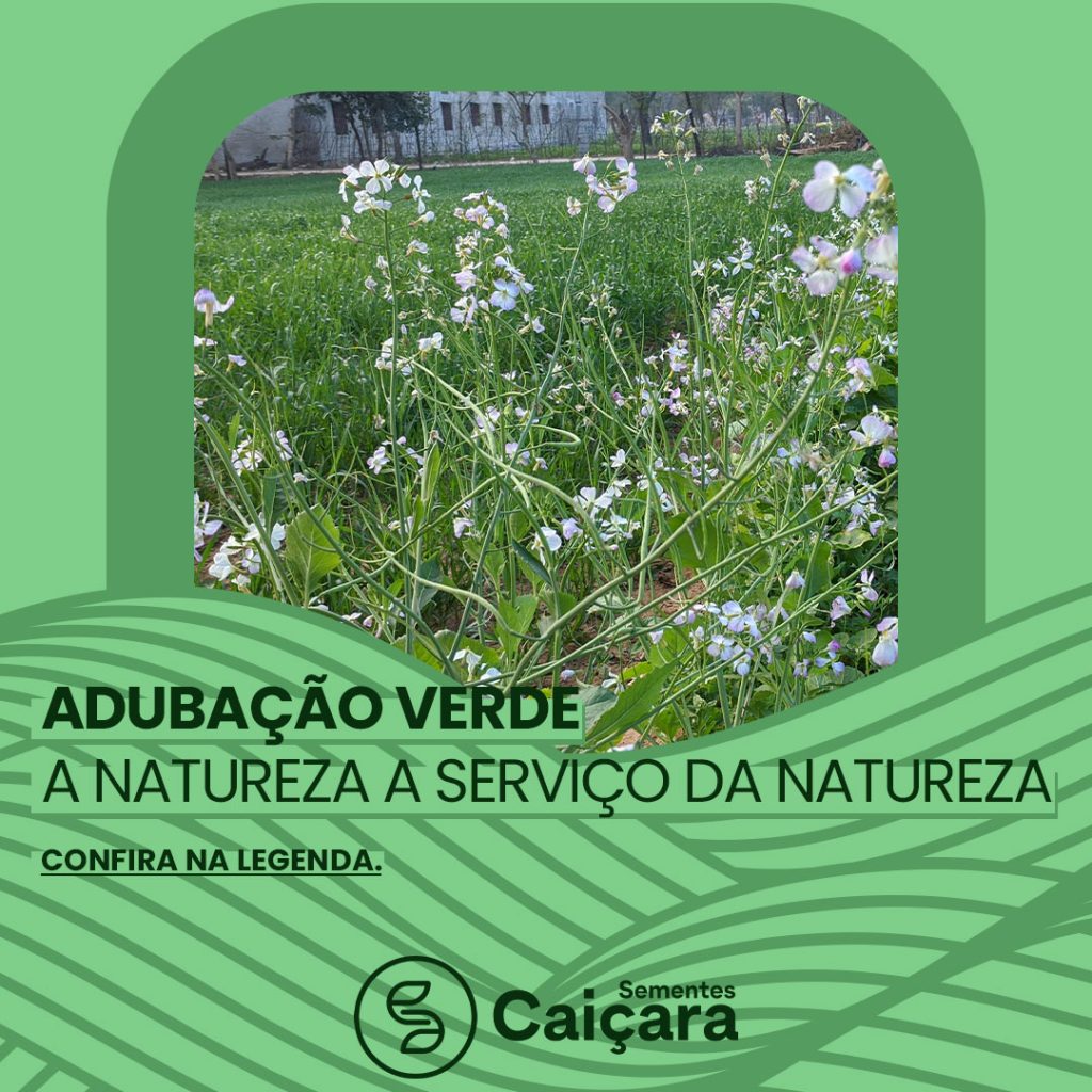 Adubação verde a natureza a serviço da natureza