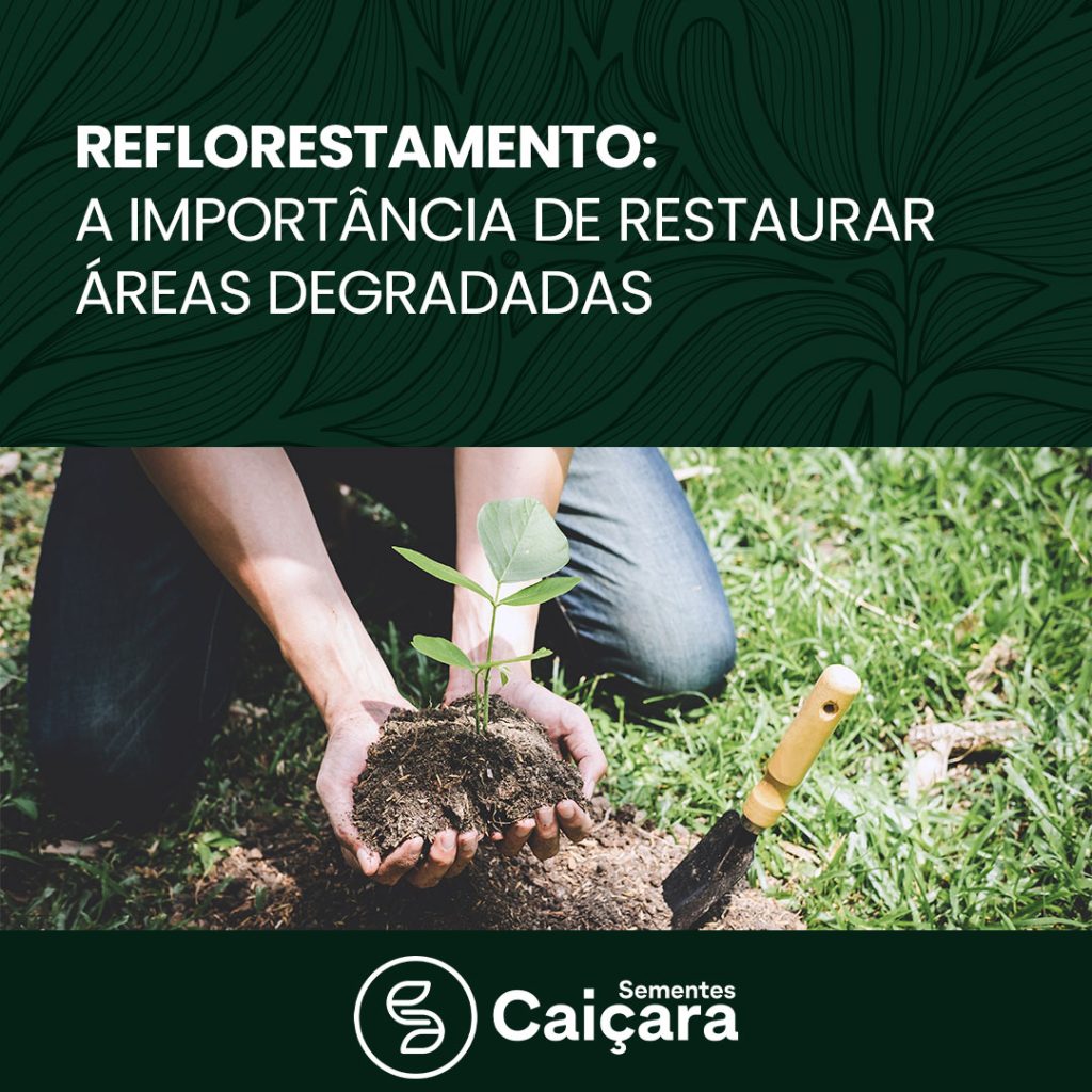 Reflorestamento: a importância de restaurar áreas degradadas